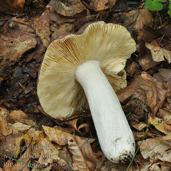 Russula romellii Weissstieliger Ledertäubling Leder-Täubling