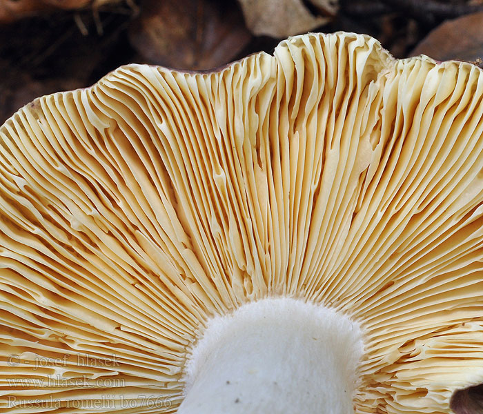 Russula romellii Kaunonahkahapero Russule Romell