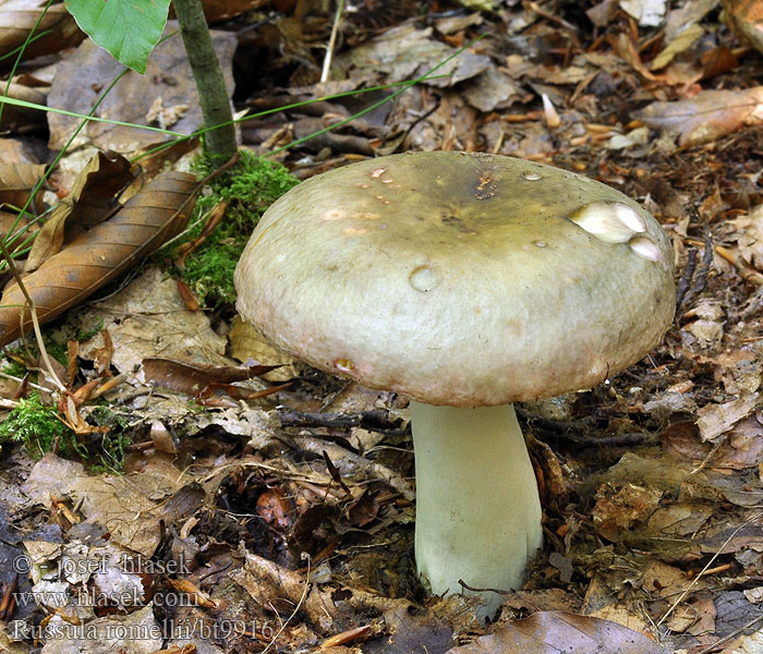 Russula romellii Holubinka Romellova