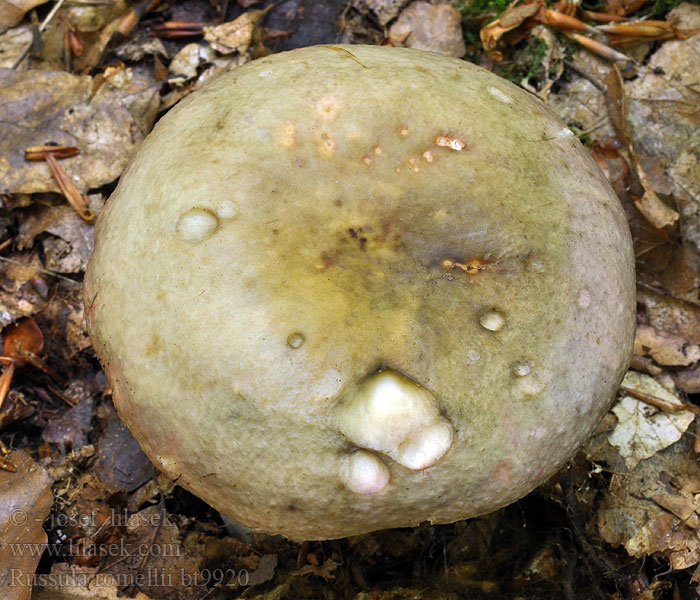 Russula romellii Geelplaatregenboogrussula