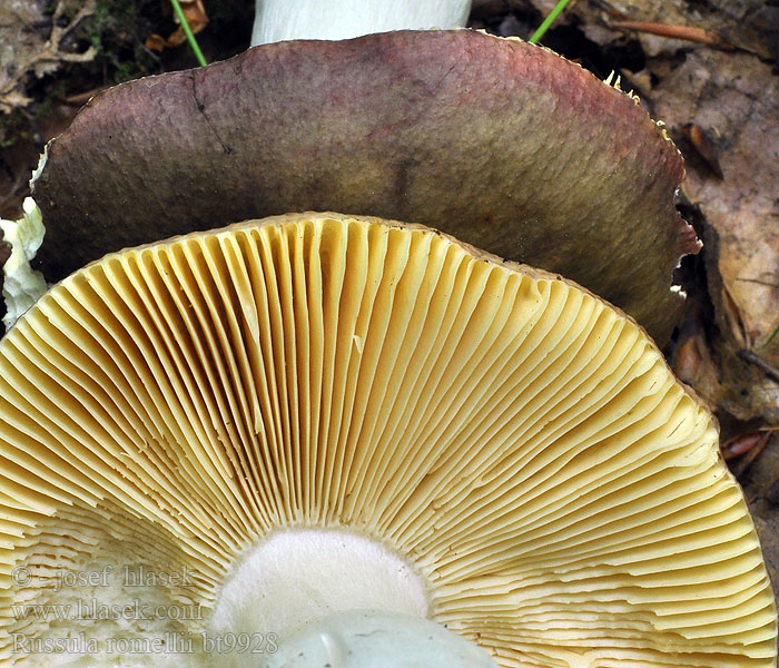 Russula romellii Plávka Romellova