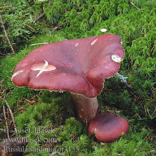 Russula sardonia aj3153