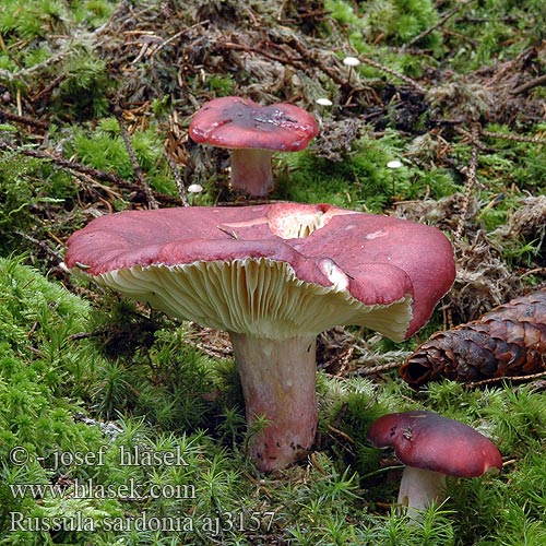 Russula sardonia aj3157