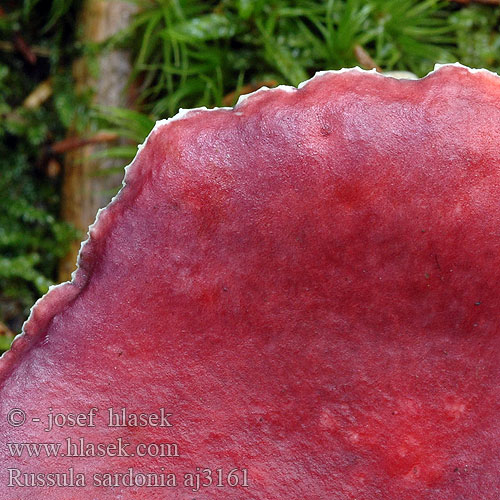 Russula sardonia aj3161