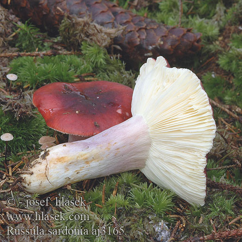 Russula sardonia aj3165