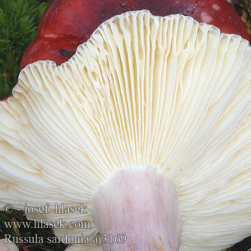 Plávka zlomocná Lomljiva golobica Tårkremla Russula sardonia drimeia Holubinka jízlivá Zitronenblättriger Täubling Gołąbek czerwonofioletowy przydrożny Citronbladet skørhat Primrose Brittlegill Russule âcre Kyynelhapero Duivelsbroodrussula Peperduivel Paarse peperrussula Citromlemezű galambgomba Furutårekremle Сыроежка сардониксовая остроедкая