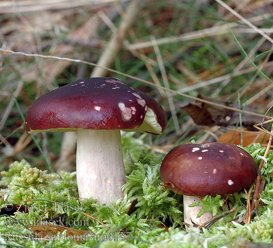 Russula sardonia drimeia Holubinka jízlivá Zitronenblättriger Täubling Gołąbek czerwonofioletowy przydrożny Citronbladet skørhat Primrose Brittlegill Russule âcre Kyynelhapero Duivelsbroodrussula Peperduivel Paarse peperrussula Citromlemezű galambgomba Furutårekremle Сыроежка сардониксовая остроедкая Plávka zlomocná Lomljiva golobica Tårkremla