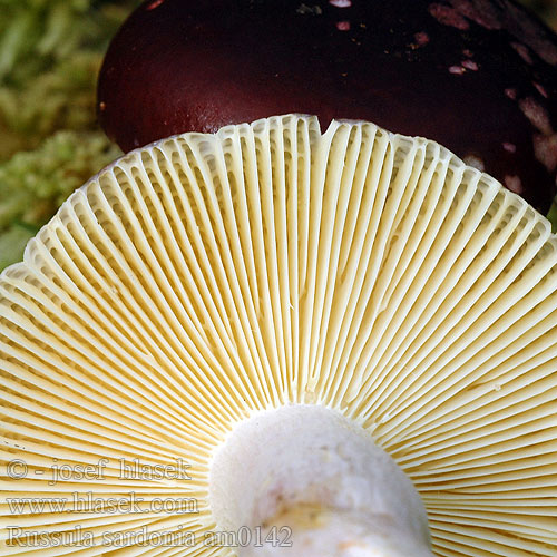 Russula sardonia am0142