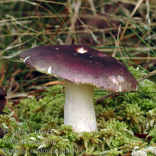 Gołąbek czerwonofioletowy przydrożny Citronbladet skørhat Primrose Brittlegill Russule âcre Kyynelhapero Duivelsbroodrussula Peperduivel Paarse peperrussula Citromlemezű galambgomba Furutårekremle Сыроежка сардониксовая остроедкая Plávka zlomocná Lomljiva golobica Tårkremla Russula sardonia drimeia Holubinka jízlivá Zitronenblättriger Täubling