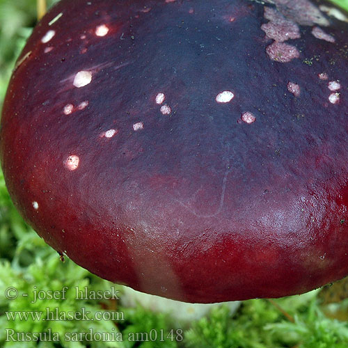 Primrose Brittlegill Russule âcre Kyynelhapero Duivelsbroodrussula Peperduivel Paarse peperrussula Citromlemezű galambgomba Furutårekremle Сыроежка сардониксовая остроедкая Plávka zlomocná Lomljiva golobica Tårkremla Russula sardonia drimeia Holubinka jízlivá Zitronenblättriger Täubling Gołąbek czerwonofioletowy przydrożny Citronbladet skørhat