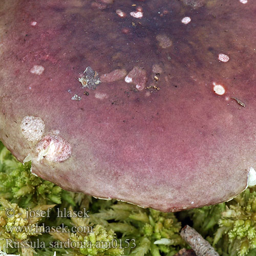 Russula sardonia am0153