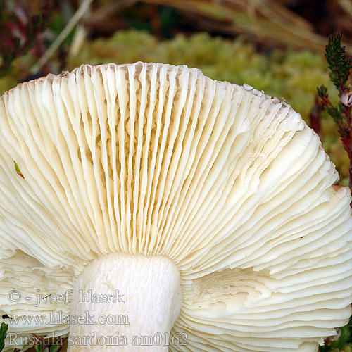 Russula sardonia am0162