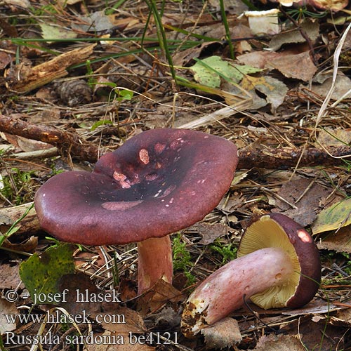 Russula sardonia be4121