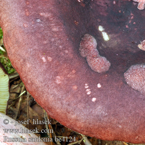 Lomljiva golobica Tårkremla Russula sardonia drimeia Holubinka jízlivá Zitronenblättriger Täubling Gołąbek czerwonofioletowy przydrożny Citronbladet skørhat Primrose Brittlegill Russule âcre Kyynelhapero Duivelsbroodrussula Peperduivel Paarse peperrussula Citromlemezű galambgomba Furutårekremle Сыроежка сардониксовая остроедкая Plávka zlomocná