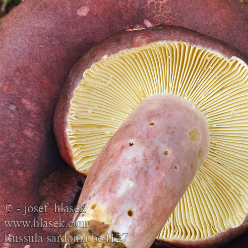 Tårkremla Russula sardonia drimeia Holubinka jízlivá Zitronenblättriger Täubling Gołąbek czerwonofioletowy przydrożny Citronbladet skørhat Primrose Brittlegill Russule âcre Kyynelhapero Duivelsbroodrussula Peperduivel Paarse peperrussula Citromlemezű galambgomba Furutårekremle Сыроежка сардониксовая остроедкая Plávka zlomocná Lomljiva golobica