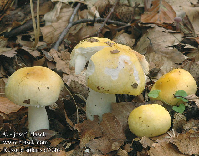 Russula solaris Sol-skørhat russule solaire Zonnerussula