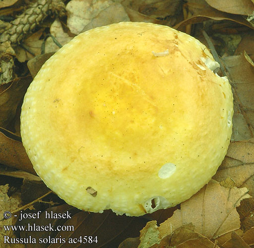 Russula solaris Zonnerussula Élénksárga galambgomba Sonnen-Täubling