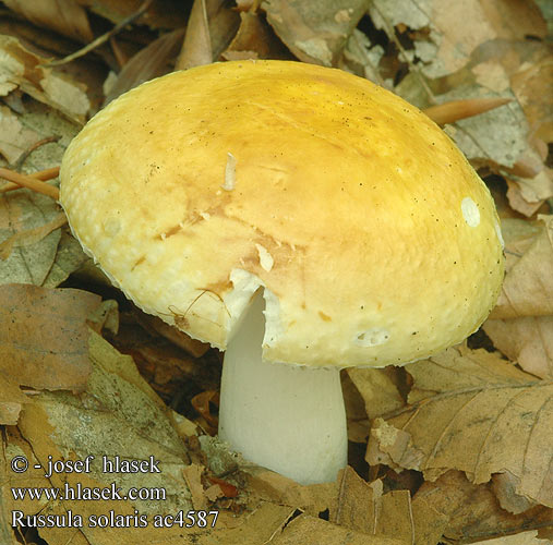 Russula solaris Sonnen-Täubling Gołąbek słoneczny Plávka slnečná