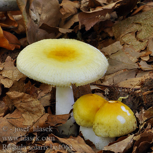 Russula solaris be4063