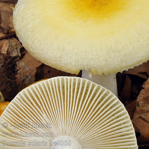 Aurinkohapero Solkremle Russula solaris Sol-skørhat