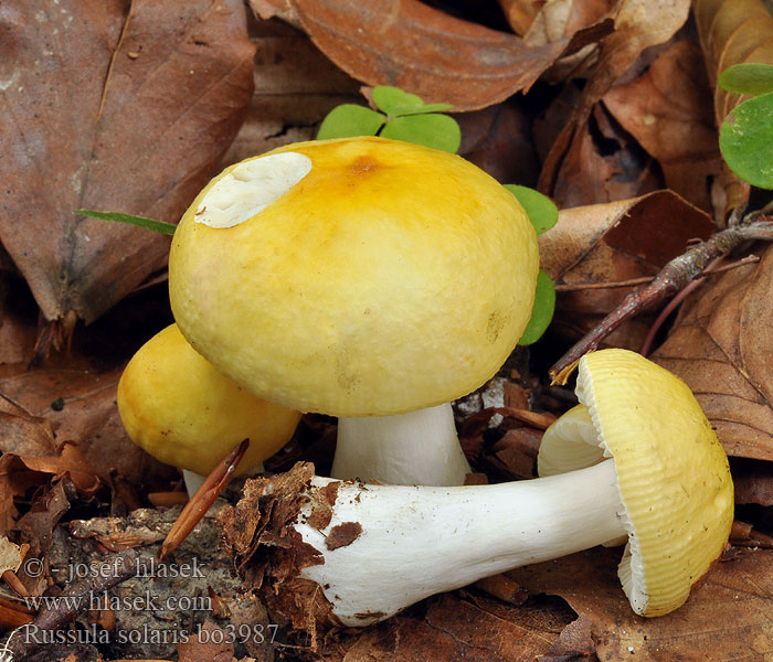 Russula solaris Russule solaire