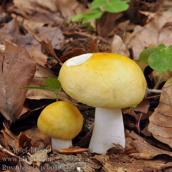 Russula solaris Holubinka sluneční