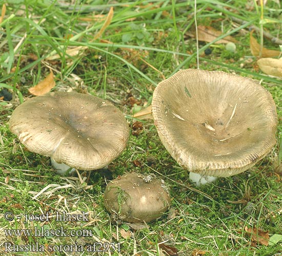 Russula sororia Brun kam-skørhat russule soeur Forse kamrussula