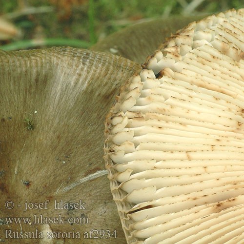 Russula sororia Großer Kamm-Täubling gołąbek piekący