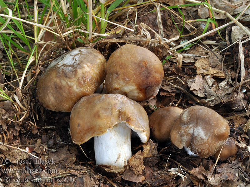 Russula sororia Sestrska golobica Brun kam-skørhat