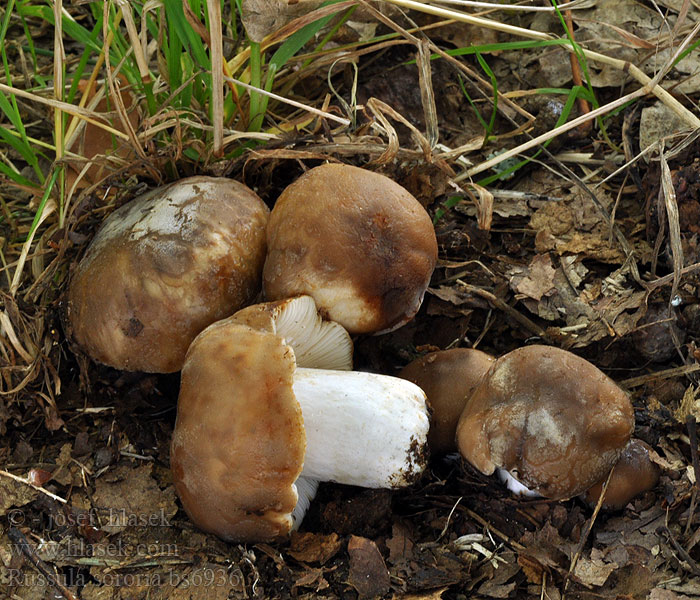 Russula sororia Russule soeur Forse kamrussula