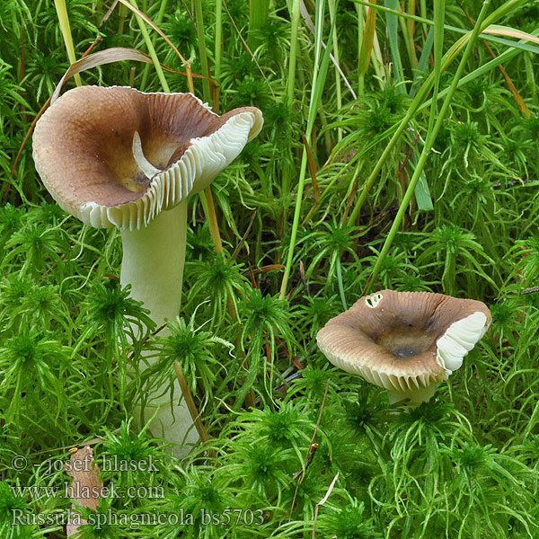 Russula sphagnicola velenovskyi sphagnophila Holubinka rašeliníková