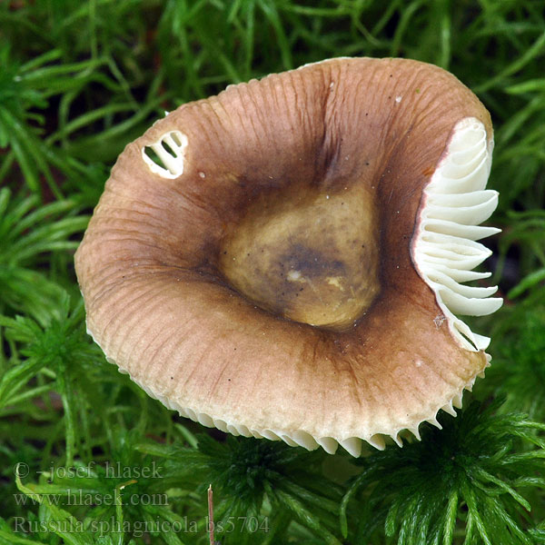 Russula sphagnicola Holubinka rašeliníková