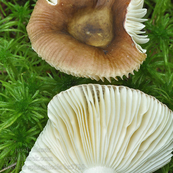 Russula sphagnicola Veenmosrussula Gołąbek torfowcolubny