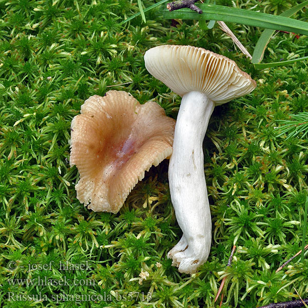 Russula sphagnicola Gołąbek torfowcolubny Plávka rašelinisková