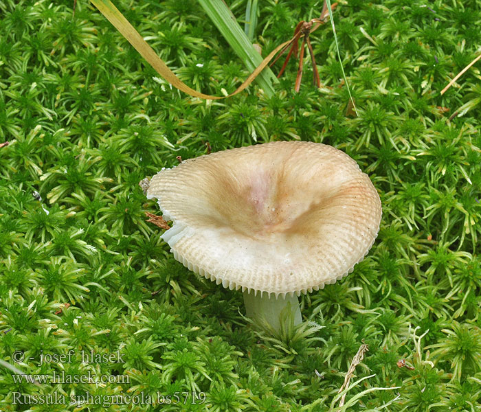 Russula sphagnicola Lackkremla Vitmosskremla Tørvemos-skørhat