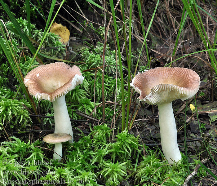 Russula sphagnicola Plávka rašelinisková Rahkahapero