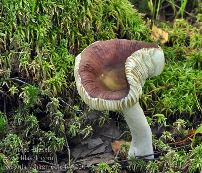 Russula sphagnicola Gołąbek torfowcolubny