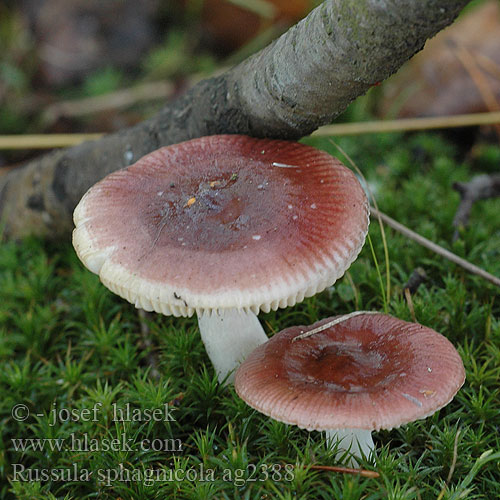 Russula sphagnophila ag2388