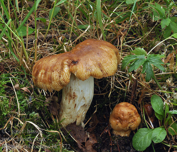 Russula subfoetens Holubinka páchnoucí Gilbende Stinktäubling