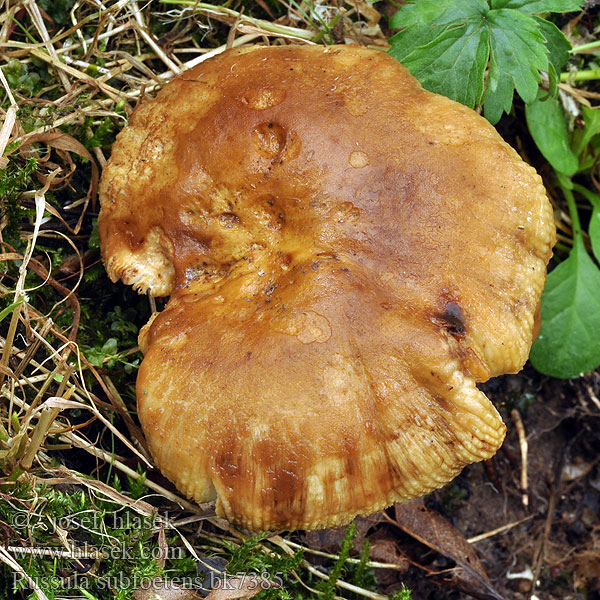 Russula subfoetens Vergelende stinkrussula Gołąbek niemiły