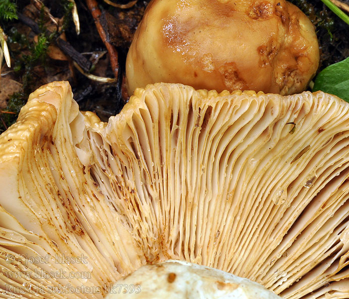 Russula subfoetens Plávka žltohnedá Gulnande stink