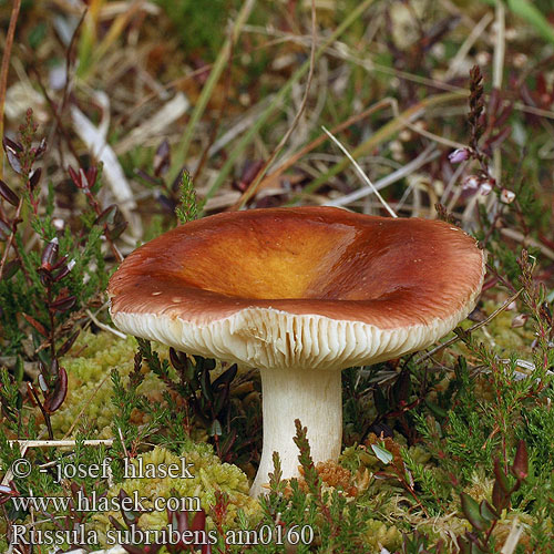 Russula subrubens Holubinka mokřadní Pile-skørhat