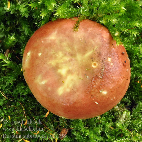 Russula subrubens Pajunsillihapero