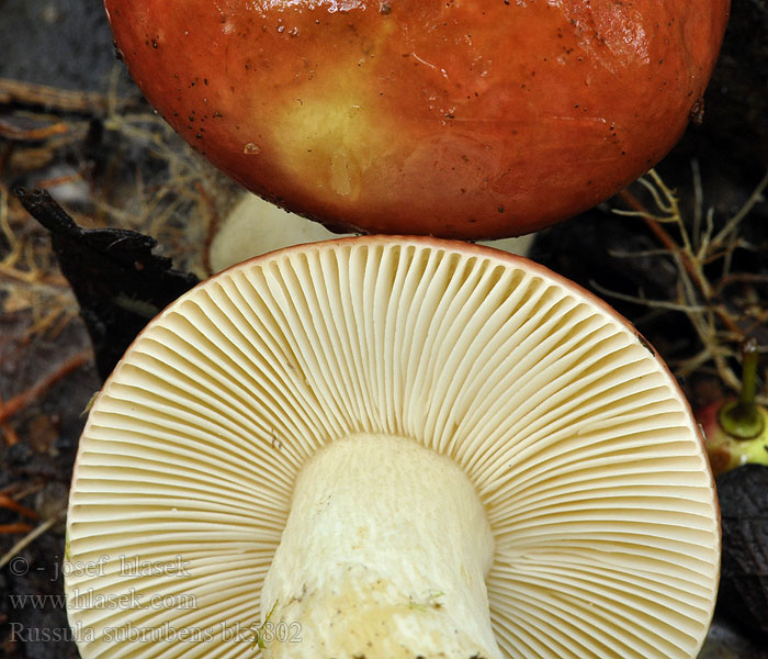 Russula subrubens Russule écrevisse saules presque rouge