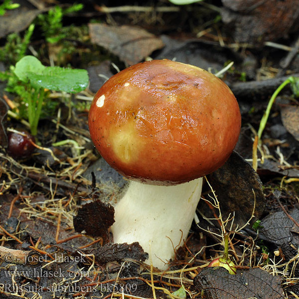 Russula subrubens Wilgenrussula