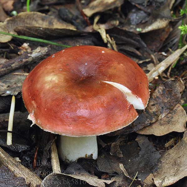 Russula subrubens Weiden-Heringstäubling