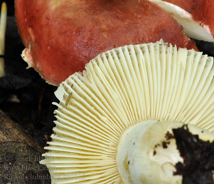 Russula subrubens Mild orekremle