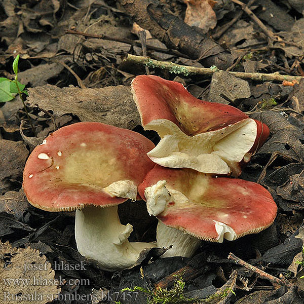 Russula subrubens Videsillkremla