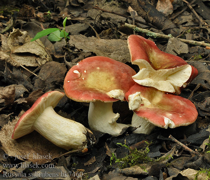 Holubinka mokřadní Russula subrubens