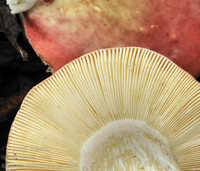 Pile-skørhat Russula subrubens